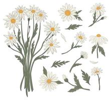 Chamomile bouquet of flowers summer spring blossom vector