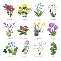 Spring flowers in blossom, primrose and crocus vector