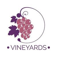 Vineyards, branch with grapes for wine making vector