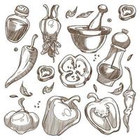 mezcla de pimienta orgánica, especias naturales para bocetos de alimentos vector