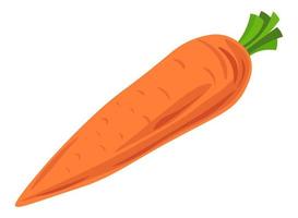 Fresh ripe carrot with leaf, vegetable market vector