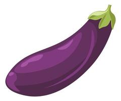 Aubergine plant, eggplant for vegan dishes meal vector