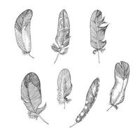 Set Realistic sketch of bird Feather on isolated background. Detailed ink Line pen Clip Art, Black and White Boho Clipart. Hand Drawn engraving style plume. Vintage Vector