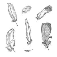 Set Realistic sketch of bird Feather on isolated background. Detailed ink Line pen Clip Art, Black and White Boho Clipart. Hand Drawn engraving style plume. Vintage Vector