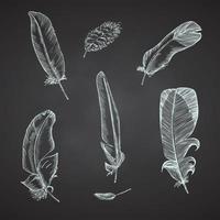 Set Realistic sketch of bird feather on chalkboard background. Detailed ink Line pen Clip Art, Black and White Boho Clipart. Hand Drawn engraving style plume. Vintage Vector Illustration.