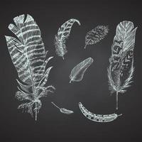Set Realistic sketch of bird feather on chalkboard background. Detailed ink Line pen Clip Art, Black and White Boho Clipart. Hand Drawn engraving style plume. Vintage Vector Illustration.