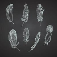 Set Realistic sketch of bird feather on chalkboard background. Detailed ink Line pen Clip Art, Black and White Boho Clipart. Hand Drawn engraving style plume. Vintage Vector Illustration.