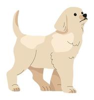 Labrador puppy, canine animals, domestic pets vector