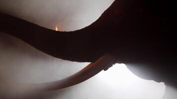 toma de luz de fondo manual, escena nocturna, elefante macho de cerca con un hermoso colmillo y el tronco se extendía con niebla blanca video