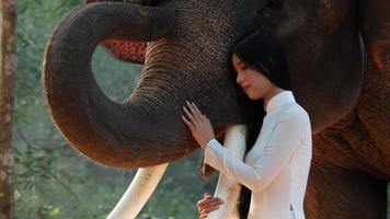 Handheld shot, Young attractive asian woman in traditional costume Tenderness with elephant, She closed her eyes while hug the tusks and caress the elephant's trunk gently and lovingly video