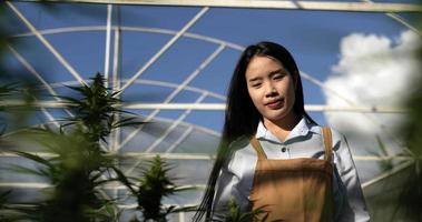 Handheld panning Close up shot, Young woman smile while touching to Check the integrity of the green leaves and flower of Marijuana or Cannabis plants in a grow tent video