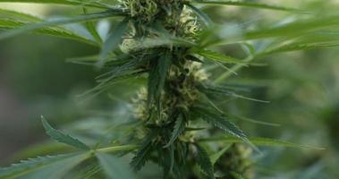 Handheld Close up shot, tilt up to top of cannabis or Marijuana leave and flower moving with the wind and sunlight, Shallow depth of field and blurred background. video