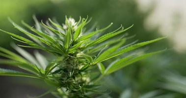 Handheld panning Close up shot, cannabis or Marijuana leave and flower moving with the wind and sunlight, Shallow depth of field and blurred background. video