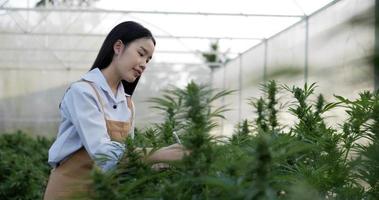 Handheld-Mittelaufnahme, junge Frau berührt und schreibt auf Tablett, während sie die Unversehrtheit der grünen Blätter und Blüten von Marihuana- oder Cannabispflanzen in einem Zuchtzelt überprüft video