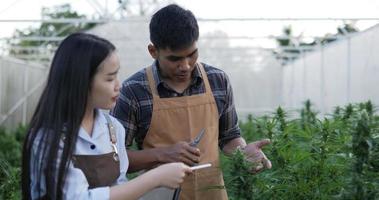 handhållen skott, stilig man och ung kvinna innehav läsplatta i hand medan kontroll löv och blomma av marijuana eller cannabis i växt växa tält, de är talande tillsammans