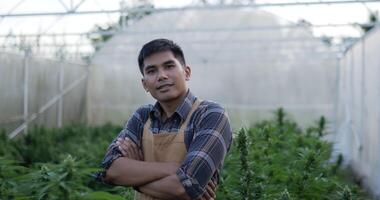 Handheld dolly shot, portrait of young Asian handsome man standing with smile and arms crossed, looking to camera among marijuana or cannabis plants in planting tent. video