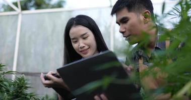 Handheld shot, Handsome man and young woman holding tablet in hand while checking leaves of marijuana or cannabis in plant grow tent, They are talking with happy together video