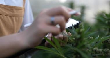 toma de primer plano manual, la mano femenina usa un lápiz digital para escribir en la tableta mientras verifica la integridad de las hojas verdes y la flor de las plantas de marihuana o cannabis en una tienda de cultivo video