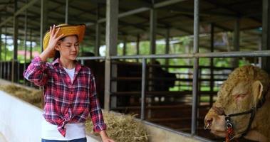 mulher asiática bonita agricultora de gado vestindo camisa xadrez e jeans tire o chapéu de palha e acenando para esfriar enquanto trabalha na fazenda de gado com clima quente video