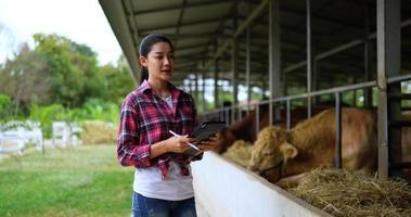 mujer asiática bastante agrícola ganadera con camisa a cuadros y jeans con bolígrafo digital con tableta mientras trabaja en la granja, alimenta heno para una mejor calidad de carne de res en las instalaciones de producción de carne de res video