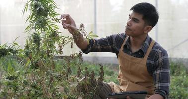 tir à la main, un jeune homme anxieux inspecte la plante de cannabis pour détecter les dommages dans la tente de plantation, les symptômes de brûlure et de flétrissement des feuilles, trouve des solutions au problème de la tablette pour la croissance video