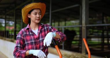 bella agricolo bestiame contadino in piedi con carrello caricato con fieno su bestiame azienda agricola per alimentazione mucche, lei prendere via cappello e asciugandosi sudore con stanchezza nel calore tempo metereologico video