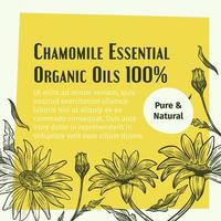 Organic chamomile essential oil, pure natural vector