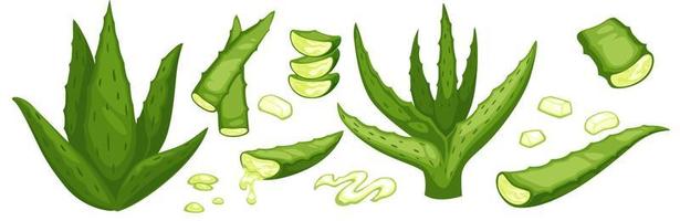 Aloe vera leaves, gel from plant for health vector