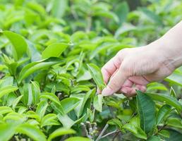 tea plantation early morning tea garden photo