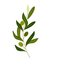 branch of olive with fruit and leaves png