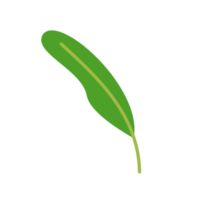 hoja de eucalipto aislada png