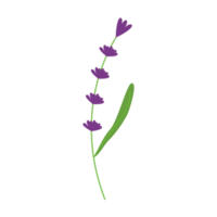 lavendel- illustration för naturlig och romantisk design prydnad png