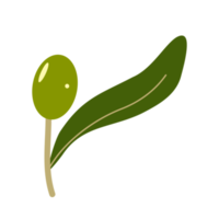 green olive fruit with leave png