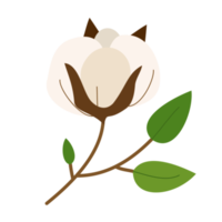 flor de algodón de belleza aislada png