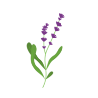 lavendel- blommor illustration png