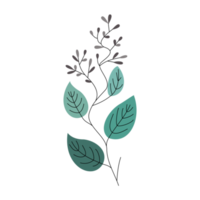 eucalyptus leaves and flower illustration png
