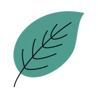 enda eukalyptus blad png