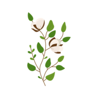 cotton branch with leaves and flower for fabric design element png