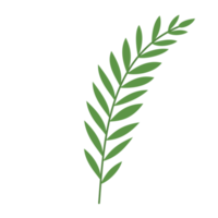 branch of rosemary png
