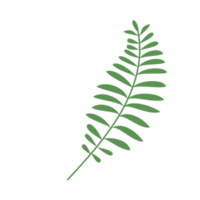 fern leaf isolated for vintage logo and ornament png