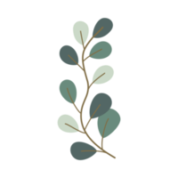 branch of eucalyptus illustration for vintage design ornament png