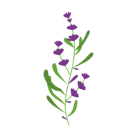 ilustración de lavanda para adorno de diseño natural y romántico png