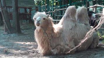 White Camel resting in the Aviary video