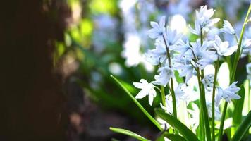 close-up de lindas flores brancas desabrochando video