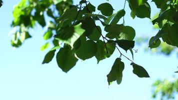 groen bladeren Aan een achtergrond van de blauw lucht video