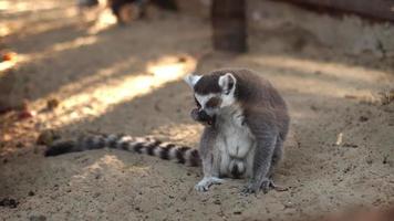 gros plan de drôles de lémuriens sauvages video