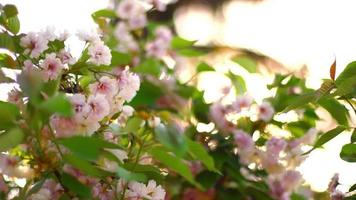 beau magnolia rose en fleurs video