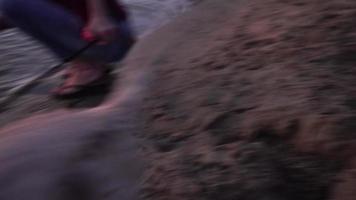 Porträt eines kleinen verspielten Hundelabradors am Strand video