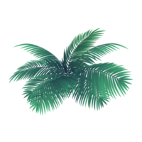 coconut leaf for summer concept png