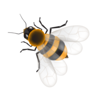 abelha abrindo suas asas png